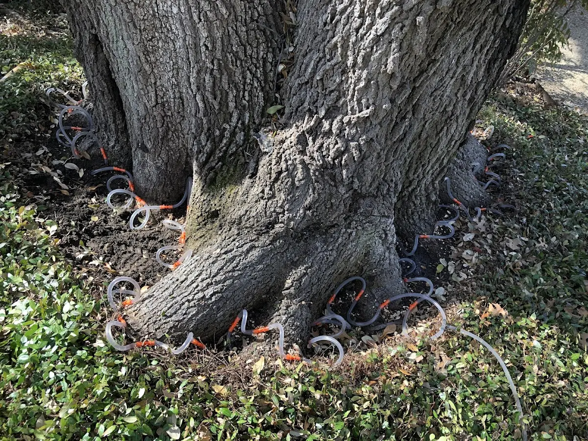 Detailed Tree Cabling and Bracing job site in Lorenzo